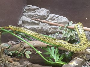 zoo-napoli-anaconda-gialla